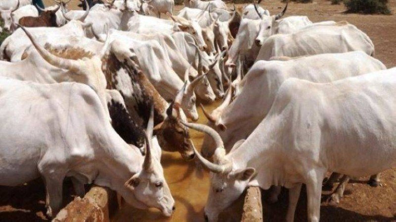 Vol de bœufs à Pacobo : Les animaux découverts dans un camion Vol de bœufs à Pacobo : Les animaux découverts dans un camion
