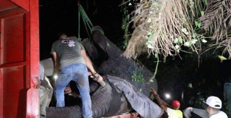 “Le Gros”, l’éléphant de Gboguédia capturé et transféré dans une réserve animalière près de Bouaké “Le Gros”, l’éléphant de Gboguédia capturé et transféré dans une réserve animalière près de Bouaké