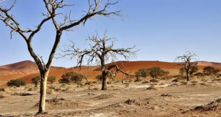 Journée mondiale de la désertification : La restauration des terres à l'échelle mondiale comme base de la paix