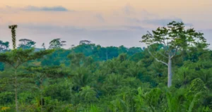 Nigeria : Un nouveau cadre pour freiner la perte de biodiversité d’ici 2030