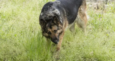 Animal : Pourquoi votre chien mange de l’herbe… et ce que cela dit de sa santé