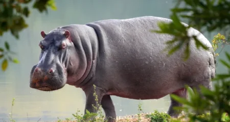 Drame à Buyo : Un hippopotame renverse une embarcation, 11 personnes périssent dans le fleuve Sassandra