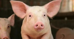 Droits de douane provisoires sur le porc : La Chine fait du « Trump » avec l’UE