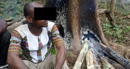 Forêt classée de Mopri : 2 hommes traduits en justice pour destruction d’essences forestières