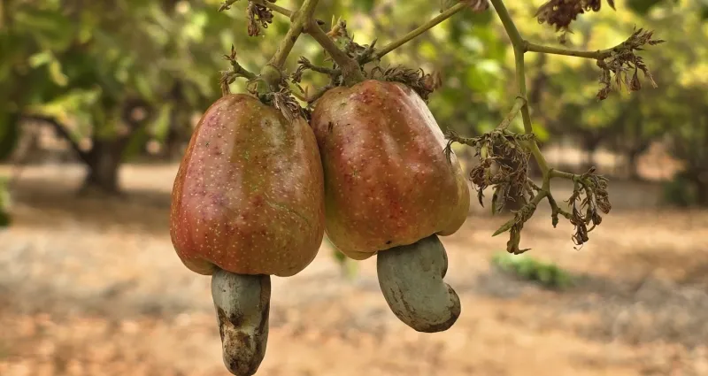 SIA 2026 : Le Ministre Bruno Nabagné Koné visite le stand du Conseil Coton Anacarde Karité SIA 2026 : Le Ministre Bruno Nabagné Koné visite le stand du Conseil Coton Anacarde Karité