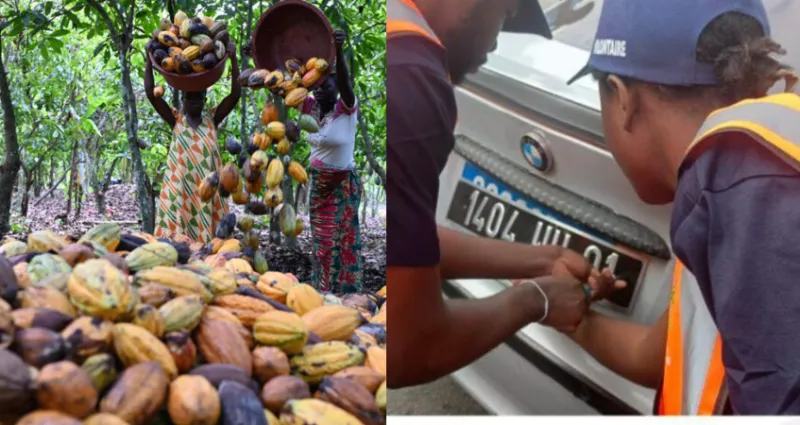Crise dans la filière cacao ; la traque se durcit ; un homme tente de tuer KKB Crise dans la filière cacao ; la traque se durcit ; un homme tente de tuer KKB